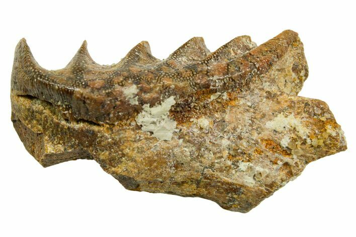 Cretaceous Lungfish (Ceratodus) Tooth Plate - Morocco #366753